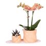 Voir la diapositive 1 : PLANT IN A BOX Coffret cadeau orchidée 'Orange S' - Phalaenopsis - Hauteur 30cm