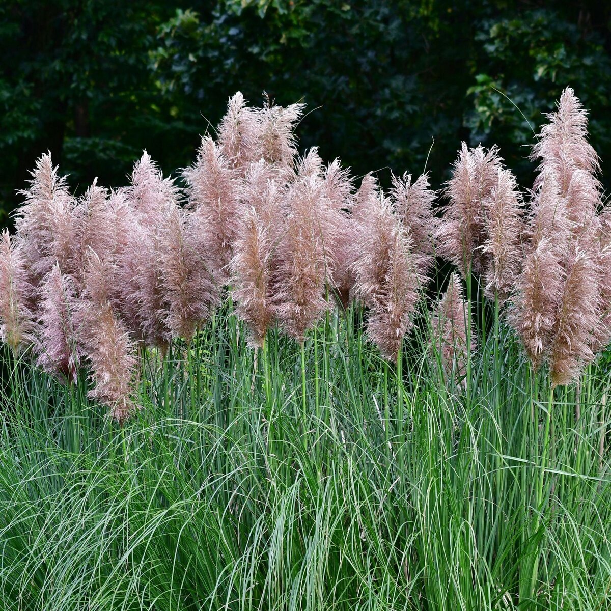 PLANT IN A BOX Herbe de la Pampa - Set de 6 - Cortaderia selloana - Hauteur 25-40cm - ⌀9cm