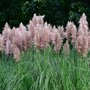 Voir la diapositive 5 : PLANT IN A BOX Herbe de la Pampa - Set de 6 - Cortaderia selloana - Hauteur 25-40cm - ⌀9cm