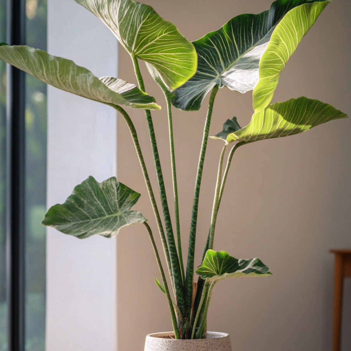 PLANT IN A BOX Plante éléphant - Alocasia 'Zebrina' - Hauteur 140-150cm - ⌀32cm