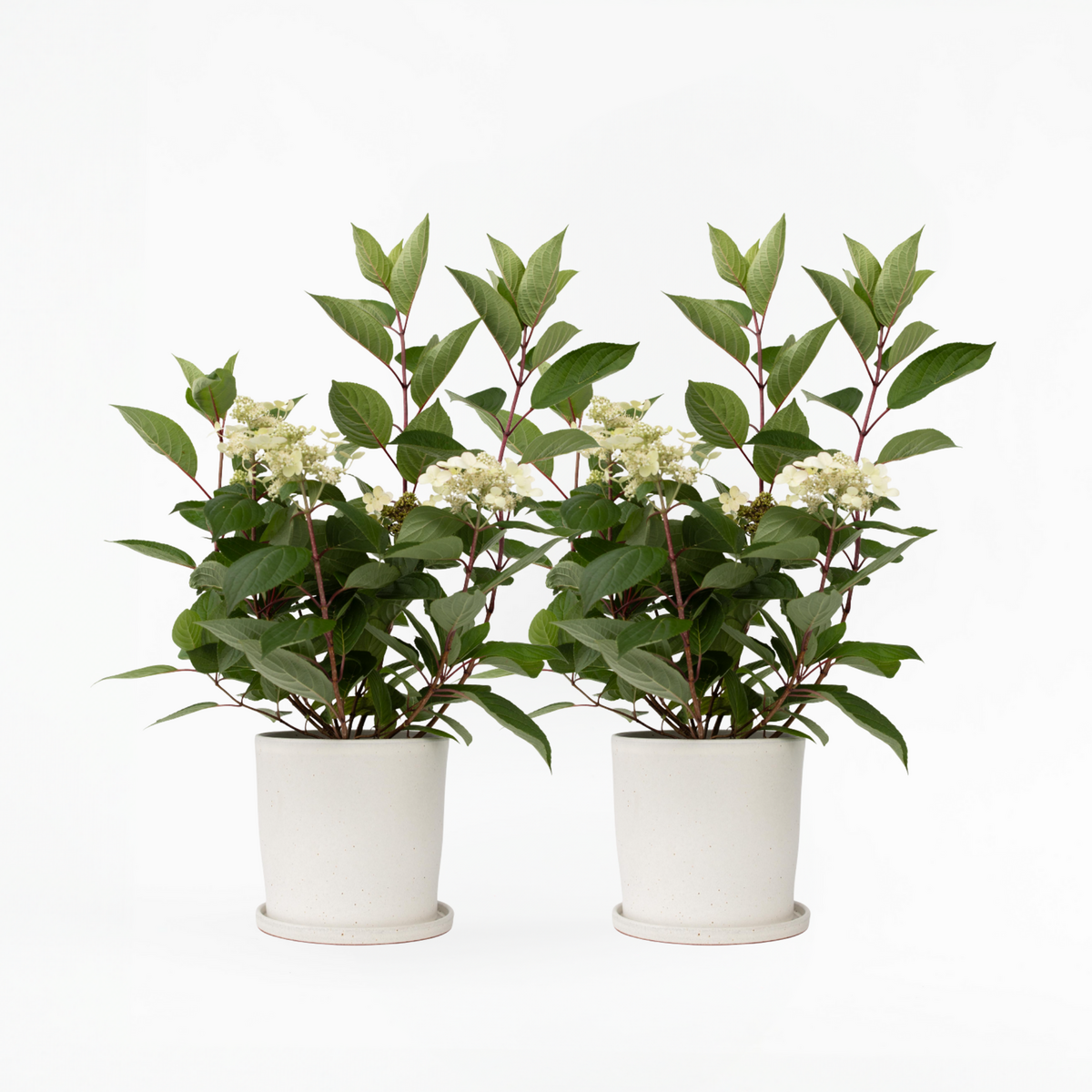 PLANT IN A BOX Hortensia - Set de 2 - Hydrangea paniculata 'Early Harry' - H25-40cm - ⌀19cm