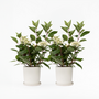 Voir la diapositive 6 : PLANT IN A BOX Hortensia - Set de 2 - Hydrangea paniculata 'Early Harry' - H25-40cm - ⌀19cm