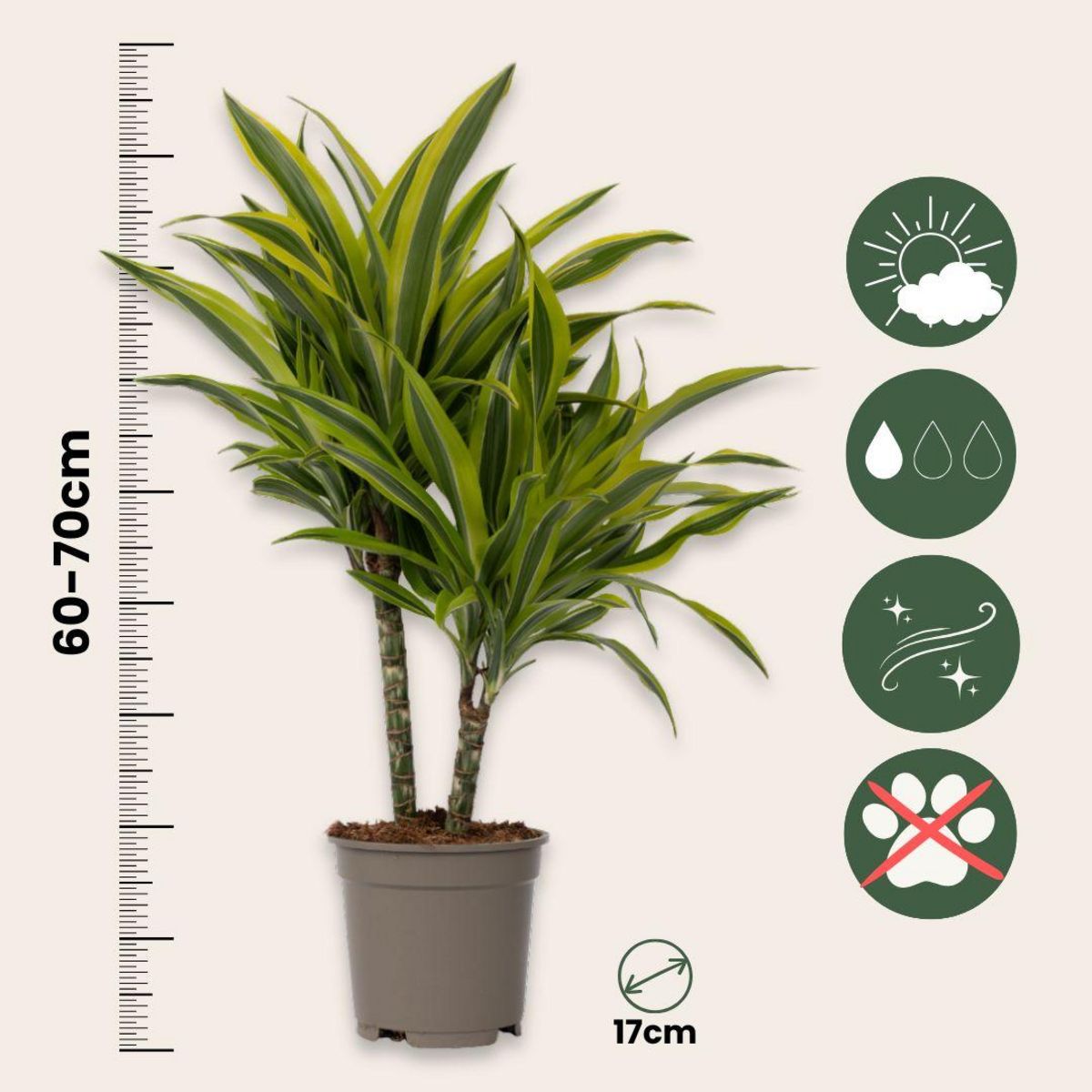 PLANT IN A BOX Dragonnier - Dracaena deremensis 'Lemon Lime' - Hauteur 60-70cm - ⌀17cm