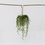 Voir la diapositive 6 : PLANT IN A BOX Plante collier de perles - Senecio rowleyanus - Hauteur 10-20cm - ⌀12cm