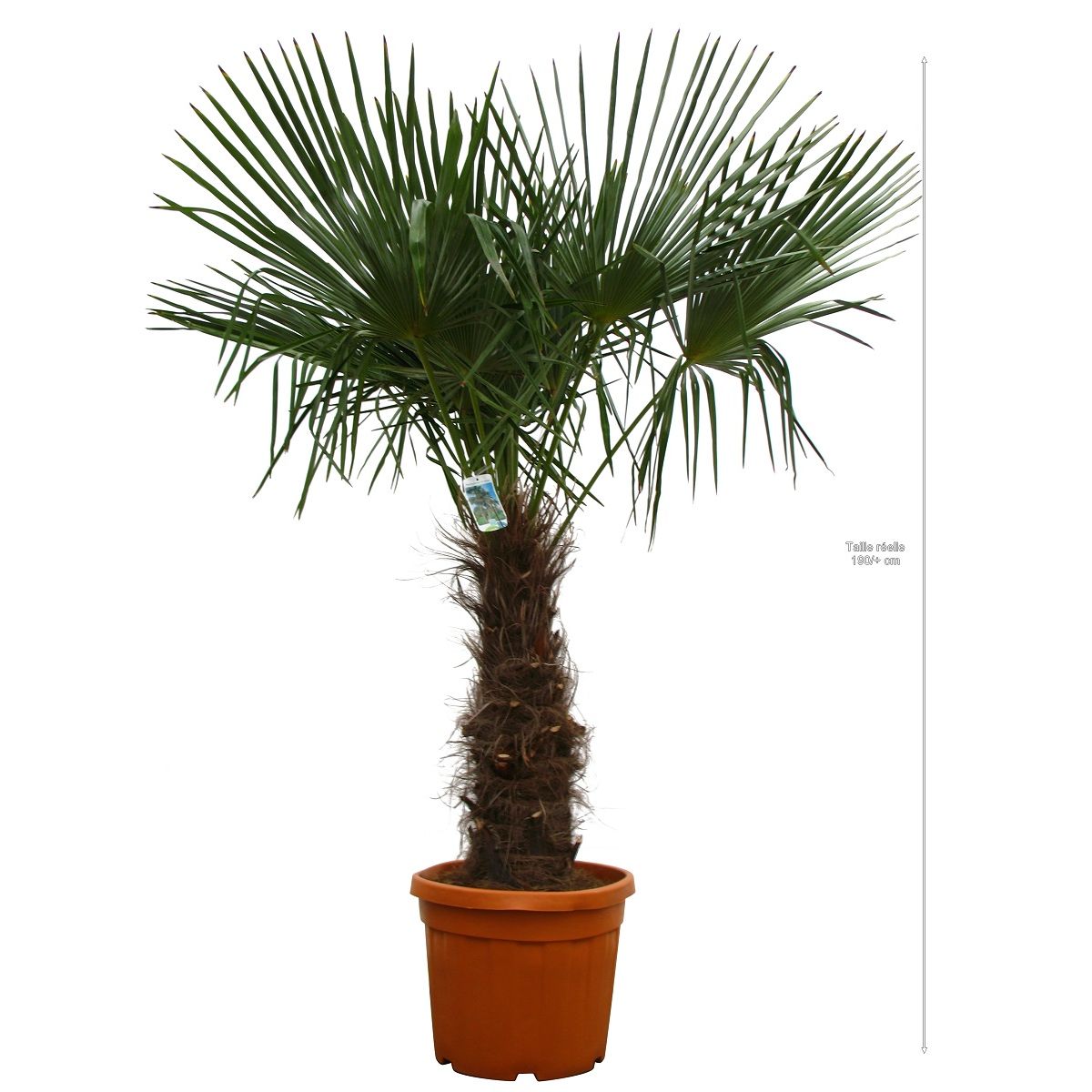 PALMIER CHANVRE OU PALMIER DE CHINE