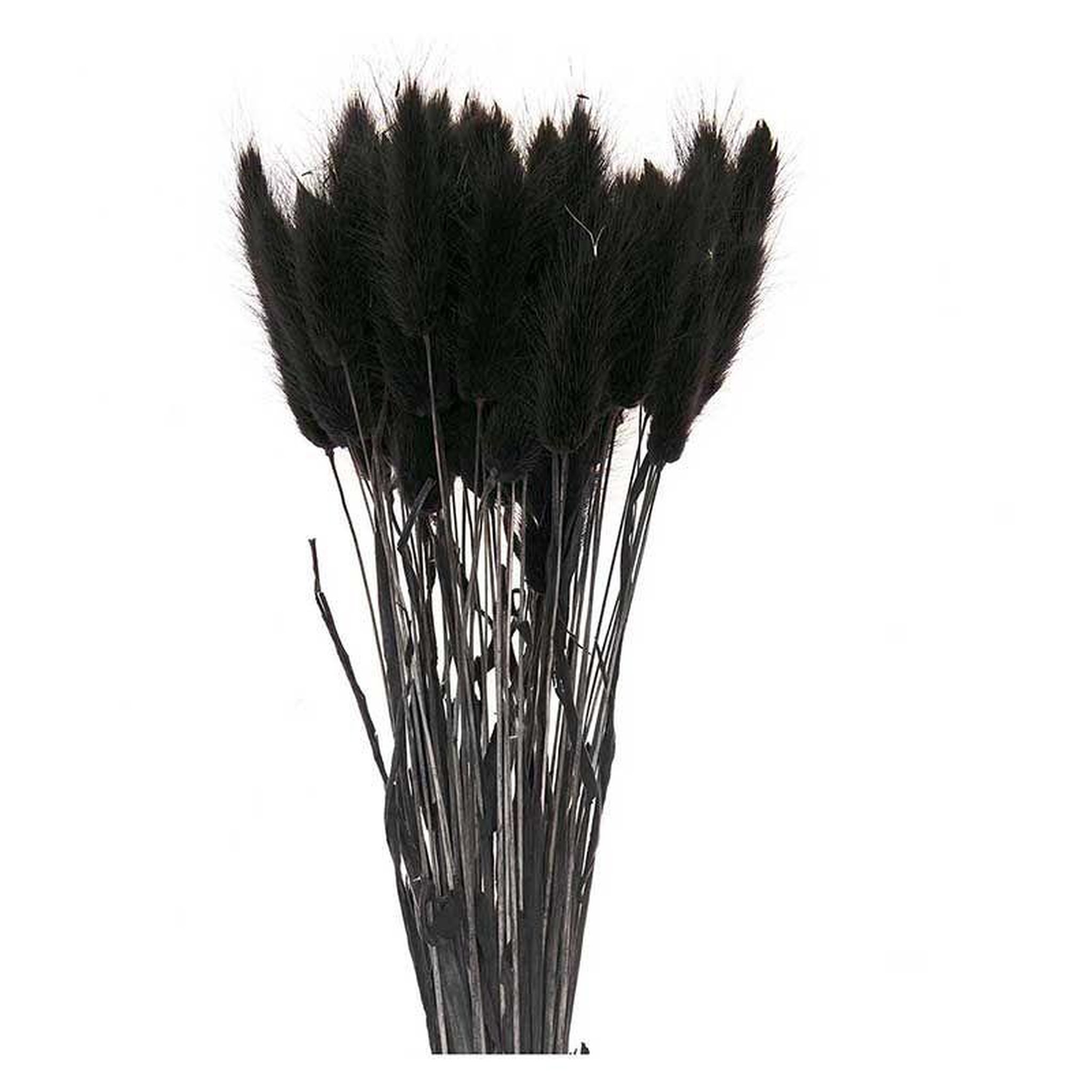 Voir la diapositive 3 : RICO DESIGN Lagurus séchés noir - 45 cm