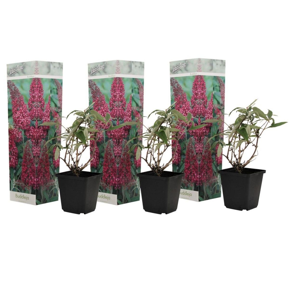 PLANT IN A BOX Arbre à papillons - Set de 3 - Buddleja davidii 'Pink Delight' - H25-40cm - ⌀9cm