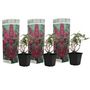 Voir la diapositive 1 : PLANT IN A BOX Arbre à papillons - Set de 3 - Buddleja davidii 'Pink Delight' - H25-40cm - ⌀9cm