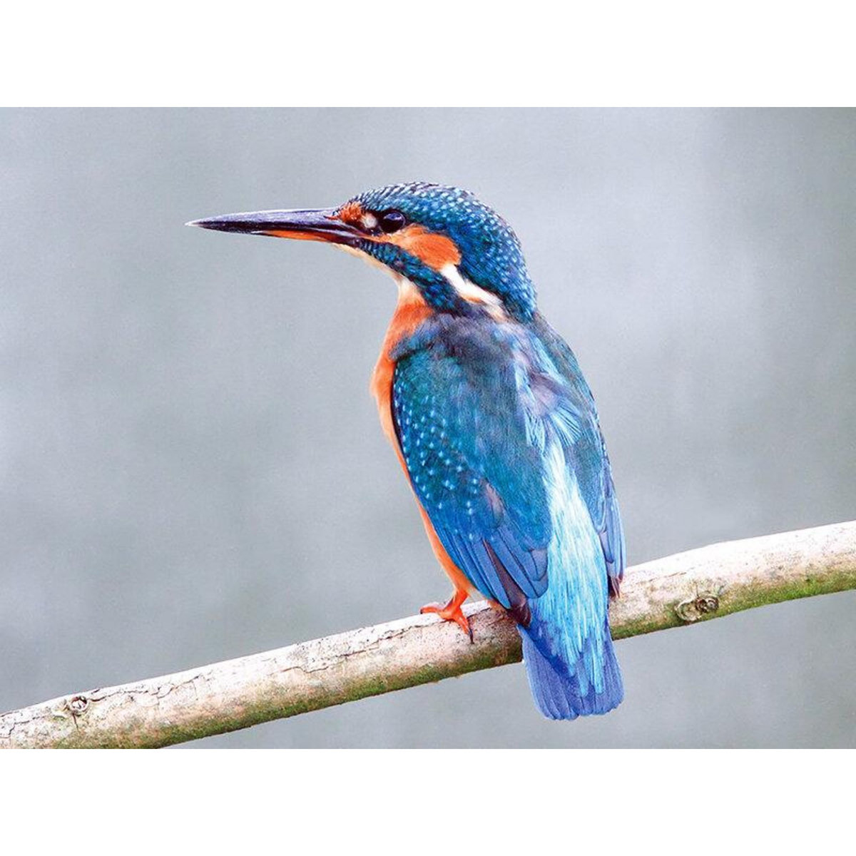 Smartbox 2h d'excursion sur l'eau à la découverte de la biodiversité avec un guide nature dans le Nord - Coffret Cadeau Sport & Aventure