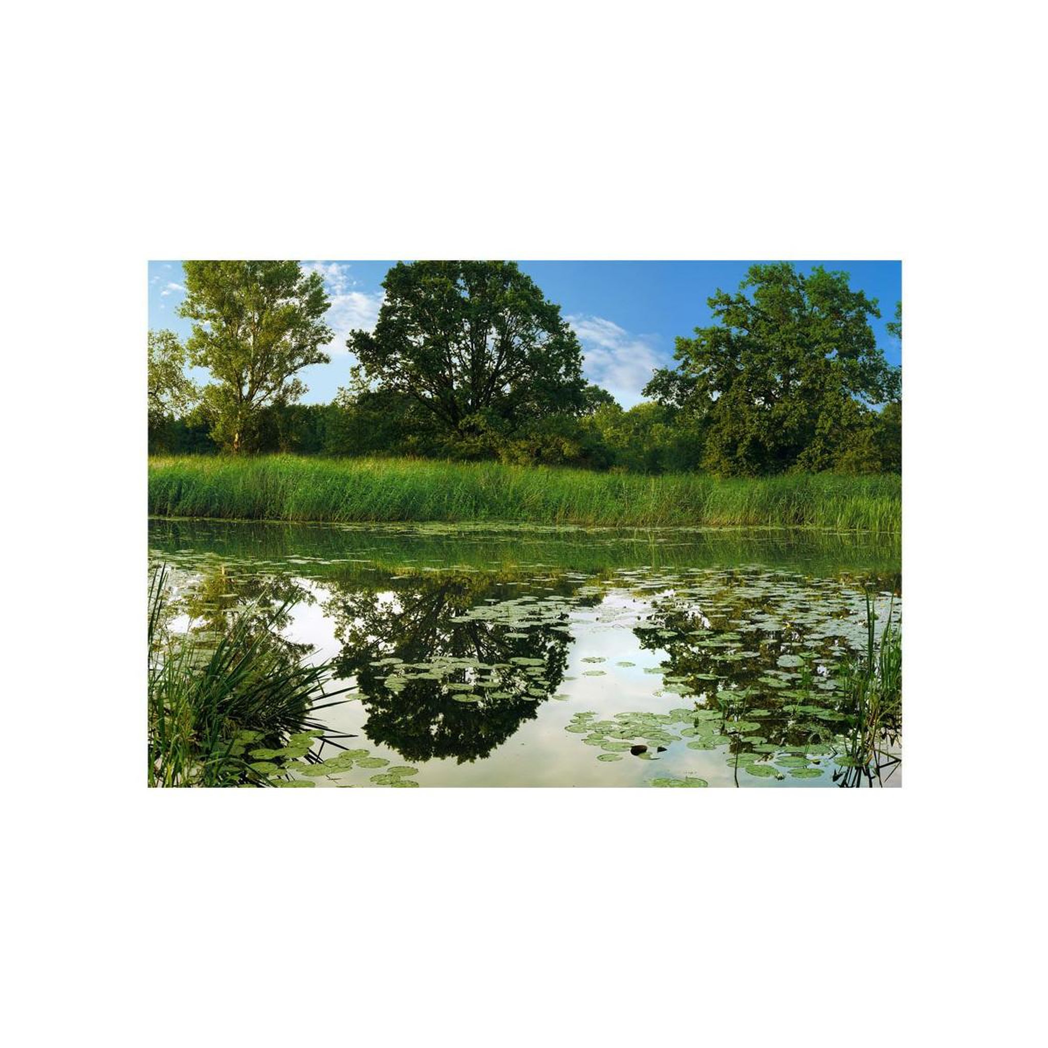 Voir la diapositive 2 : Paris Prix Papier peint  the magic pond