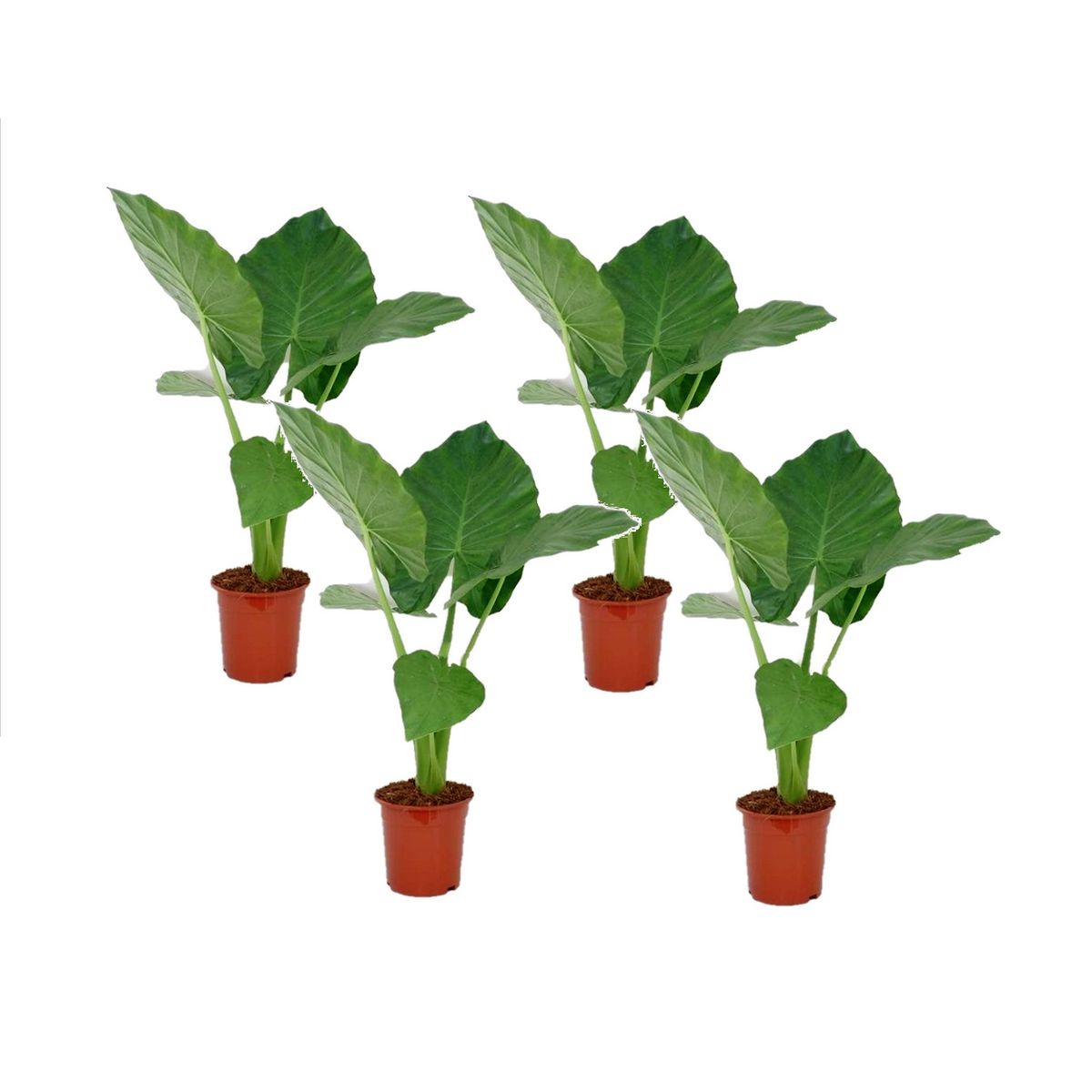 PLANT IN A BOX Plante à grandes feuilles - Set de 4 - Alocasia macrorrhizos - H60-70cm - ⌀17cm