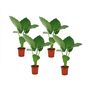 Voir la diapositive 1 : PLANT IN A BOX Plante à grandes feuilles - Set de 4 - Alocasia macrorrhizos - H60-70cm - ⌀17cm