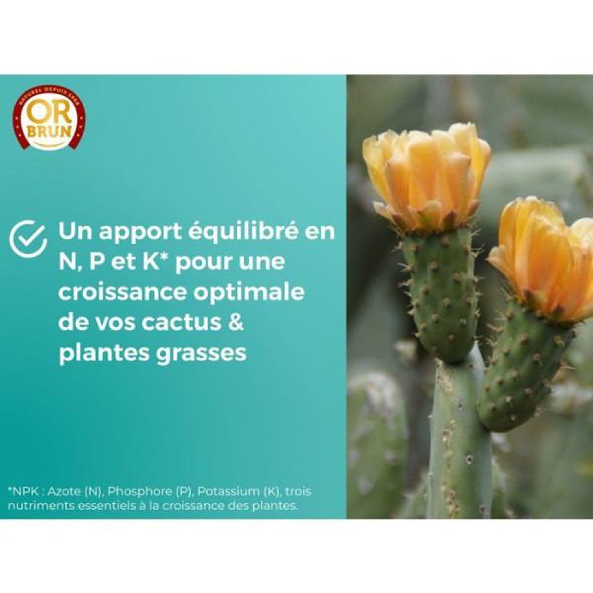 Voir la diapositive 4 : OR BRUN Engrais cactus & plantes grasses - or brun - obreclcactus250 - 250 ml - enrichit les plantes - fabriqué en france