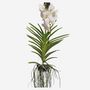 Voir la diapositive 5 : PLANT IN A BOX Orchidée - Vanda 'White' - Hauteur 55-65cm