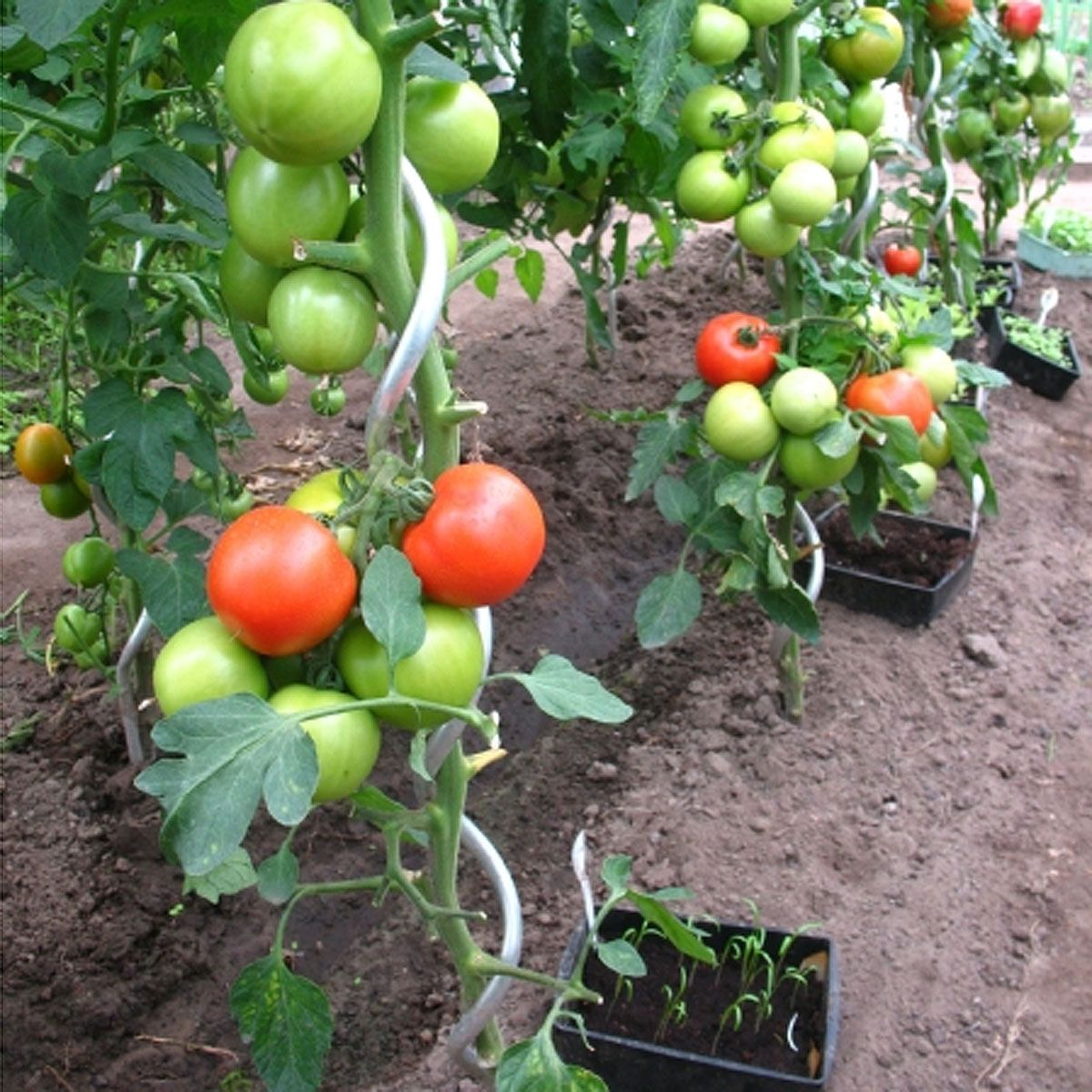 Set 5 tuteurs tomates