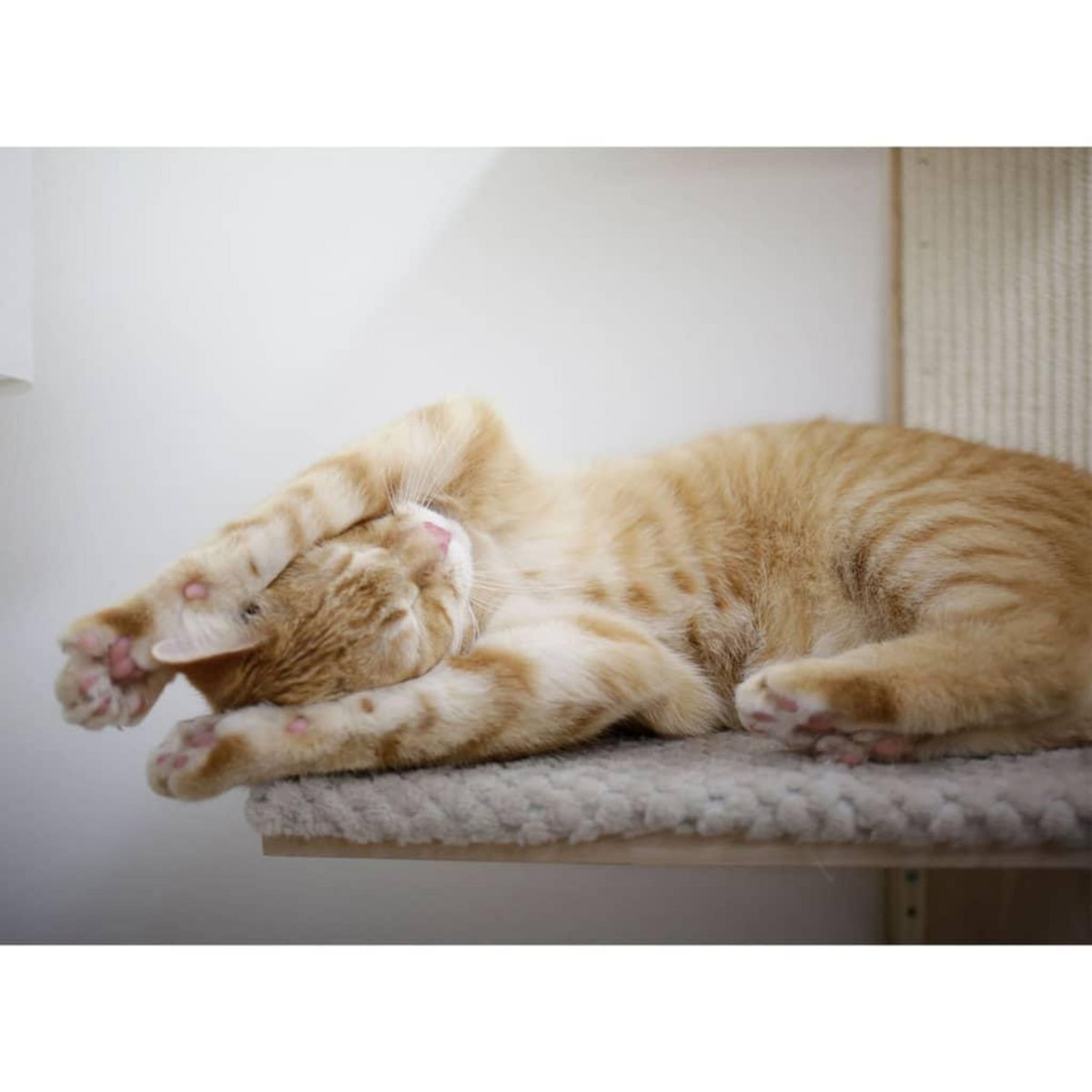 KERBL Kerbl Arbre a chat Timber Wall 150 cm Naturel et taupe