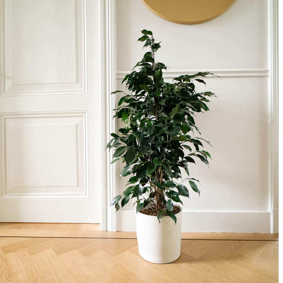 PLANT IN A BOX Ficus pleureur - Ficus benjamina 'Danielle' - Hauteur 100-110cm - ⌀21cm