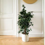 Voir la diapositive 4 : PLANT IN A BOX Ficus pleureur - Ficus benjamina 'Danielle' - Hauteur 100-110cm - ⌀21cm