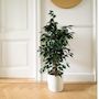 Voir la diapositive 4 : PLANT IN A BOX Ficus pleureur - Ficus benjamina 'Danielle' - Hauteur 100-110cm - ⌀21cm