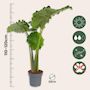 Voir la diapositive 2 : PLANT IN A BOX Plante éléphant - Alocasia 'Portodora' - Hauteur 110-120cm - ⌀32cm