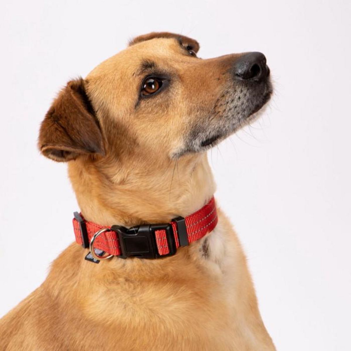 Paris Prix Collier Réglable  Coutures Réfléchissantes  65cm Rouge