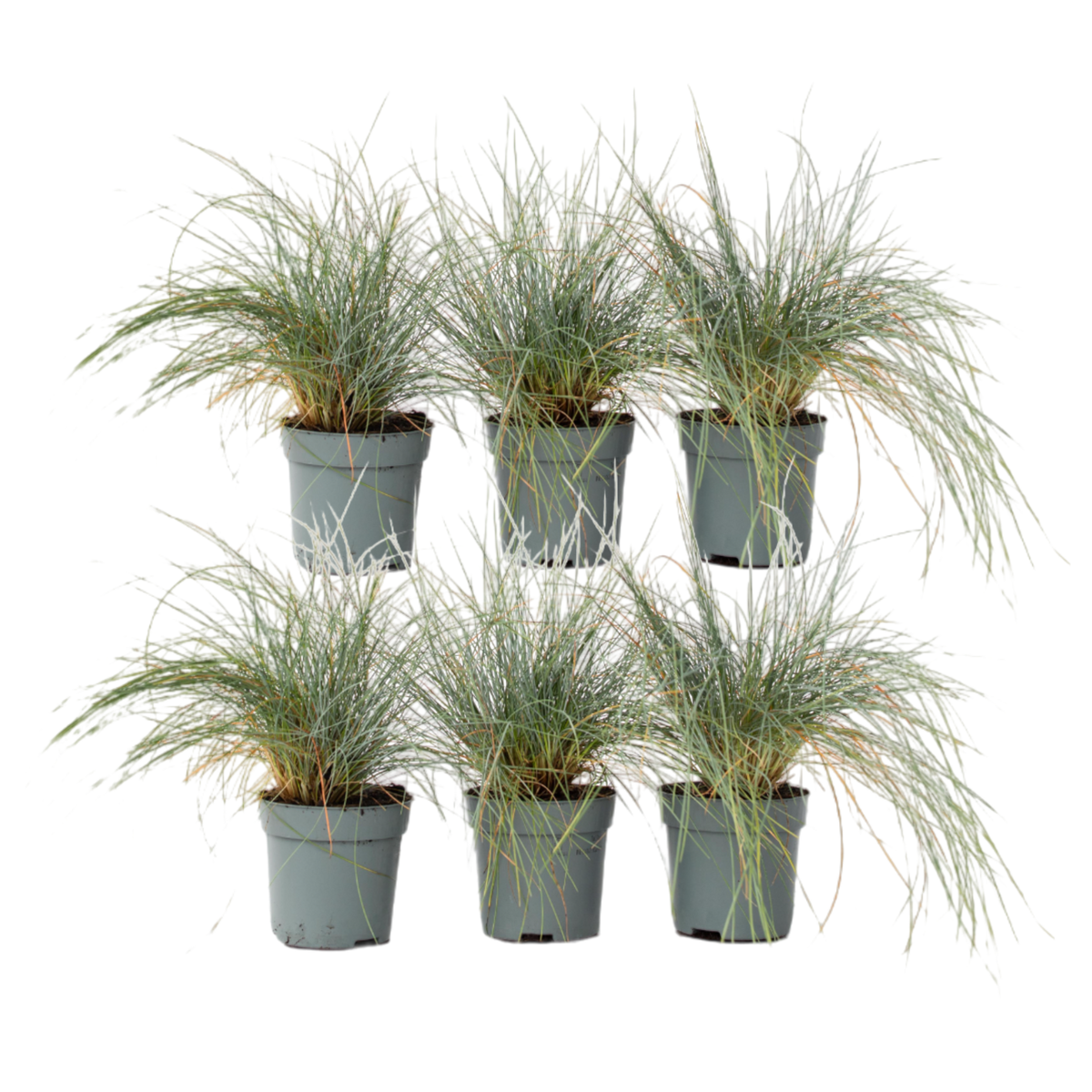 PLANT IN A BOX Fétuque - Set de 6 - Festuca glauca 'Elijah Blue' - Hauteur 10-15cm - ⌀9cm