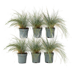 PLANT IN A BOX Fétuque - Set de 6 - Festuca glauca 'Elijah Blue' - Hauteur 10-15cm - ⌀9cm