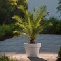 Voir la diapositive 4 : PLANT IN A BOX Palmier Dattier des Canaries - Set de 2 - Phoenix - Hauteur 50-60cm - ⌀15cm