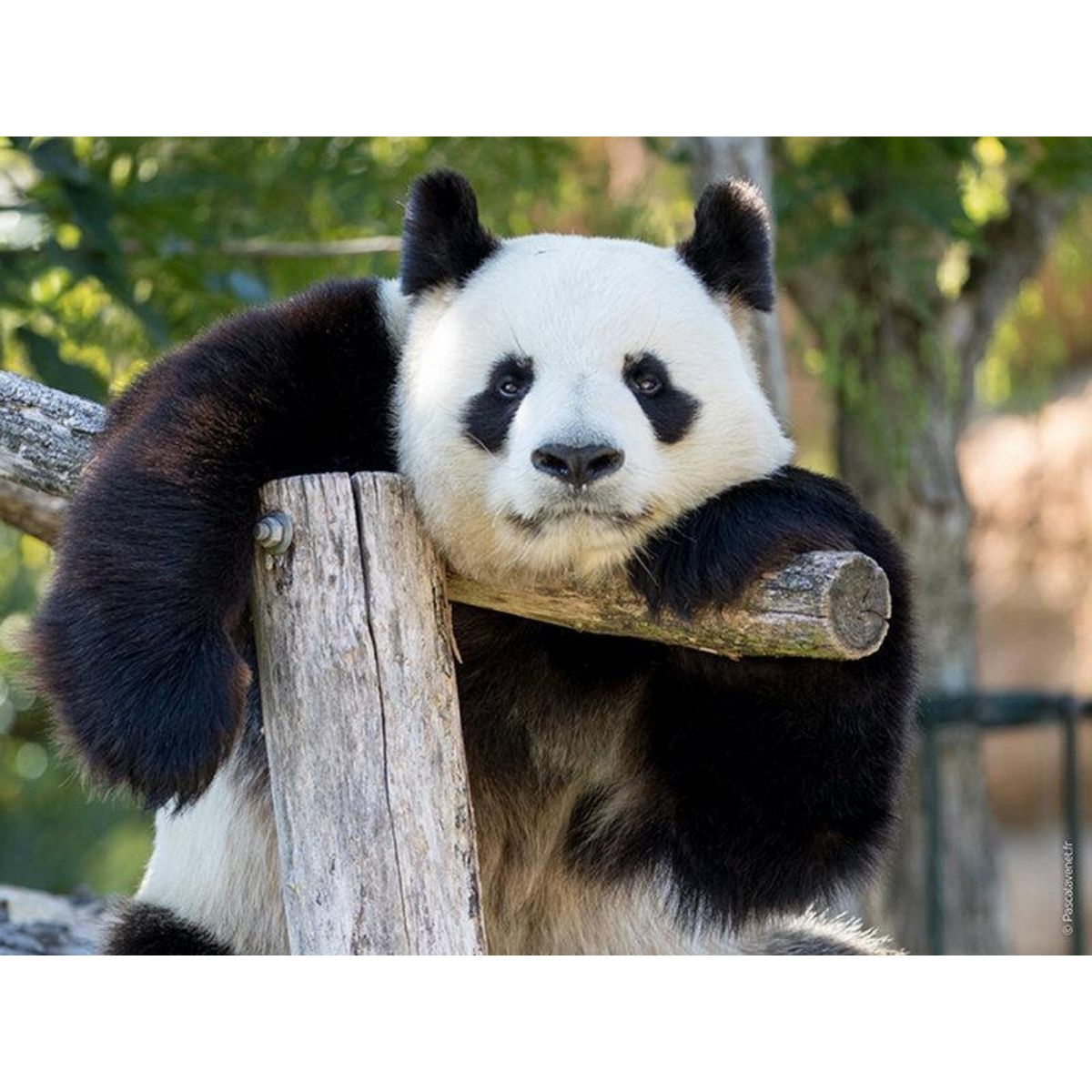 Smartbox Billets pour le ZooParc de Beauval 2025 : 2 entrées adulte et 1 entrée enfant pour 2 journées - Coffret Cadeau Multi-thèmes