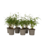 Voir la diapositive 1 : PLANT IN A BOX Bambou non-traçant - Set de 18 - Fargesia 'Asian Wonder' - H25-40cm - ⌀13cm