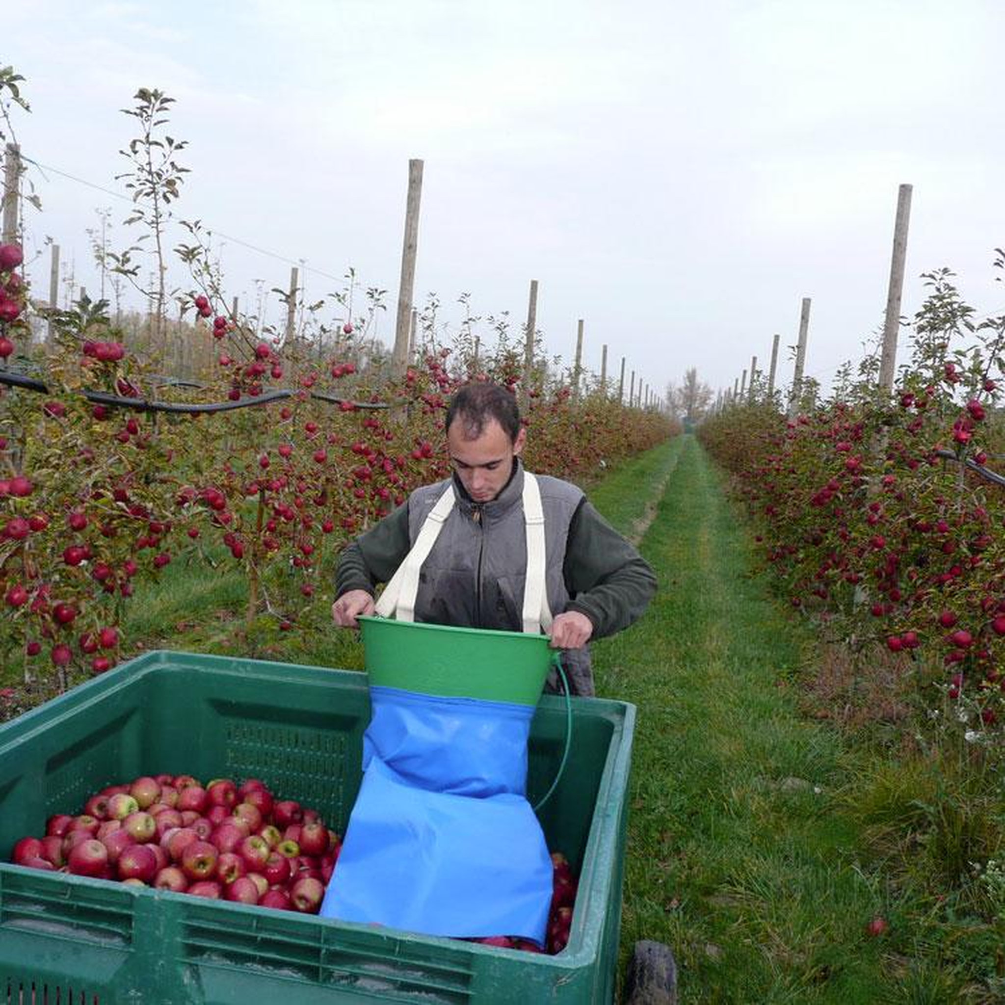 Voir la diapositive 3 : LE KANGOUROU Panier de récolte avec manche de vidage