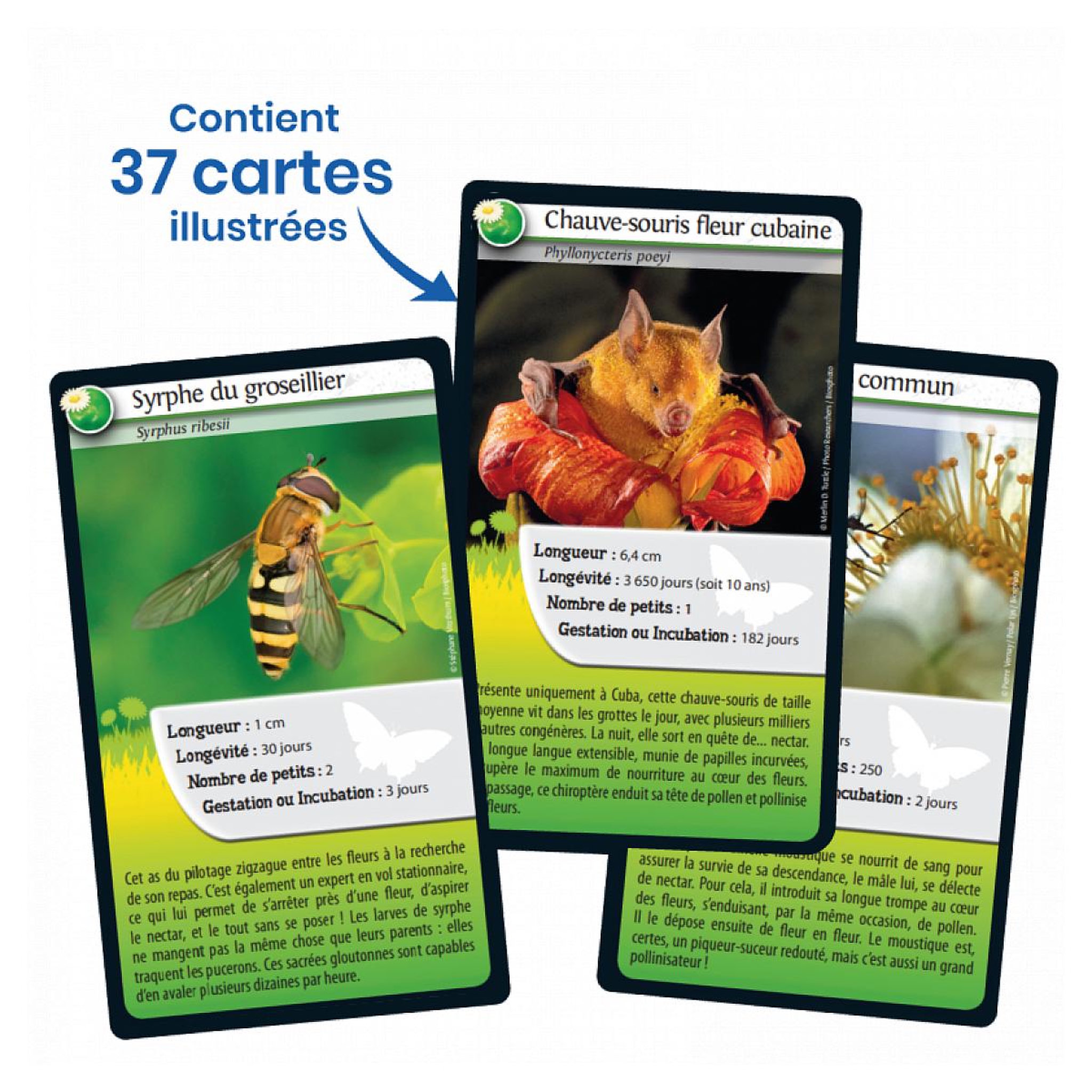 Voir la diapositive 5 : Bioviva Défis nature abeilles et autres pollinisateurs