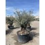Voir la diapositive 5 : Olivier (Olea europea) - Tronc 125/150cm - H180/200cm
