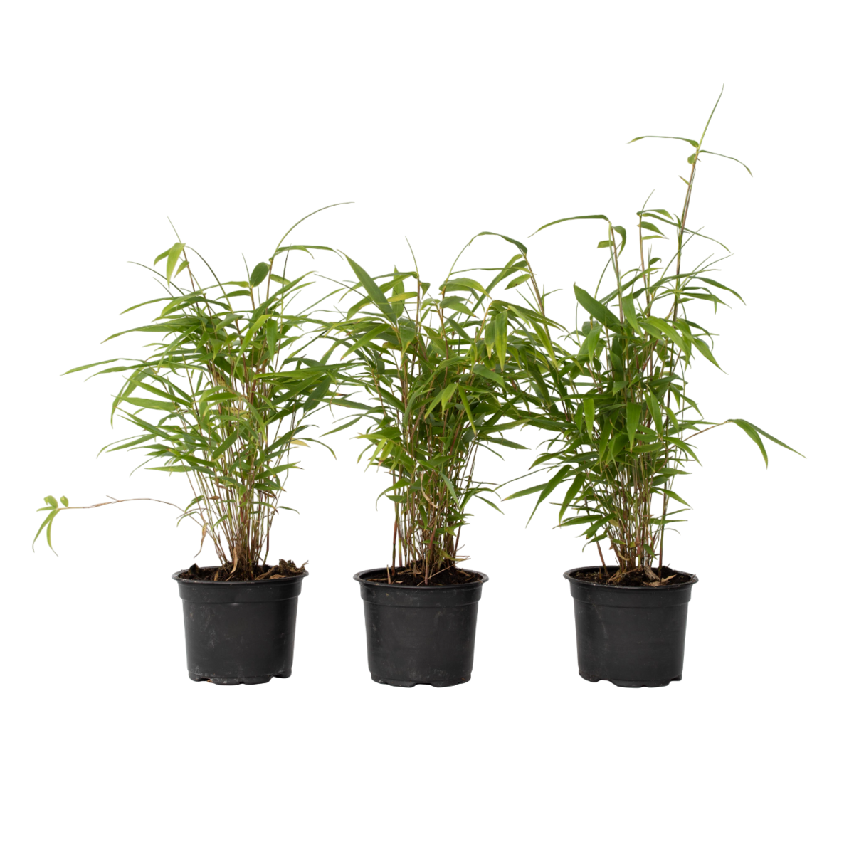 PLANT IN A BOX Bambou Bleu - Set de 3 - Fargesia papyrifera 'Grex' - Hauteur 30-40cm - ⌀13cm