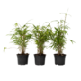 Voir la diapositive 1 : PLANT IN A BOX Bambou Bleu - Set de 3 - Fargesia papyrifera 'Grex' - Hauteur 30-40cm - ⌀13cm