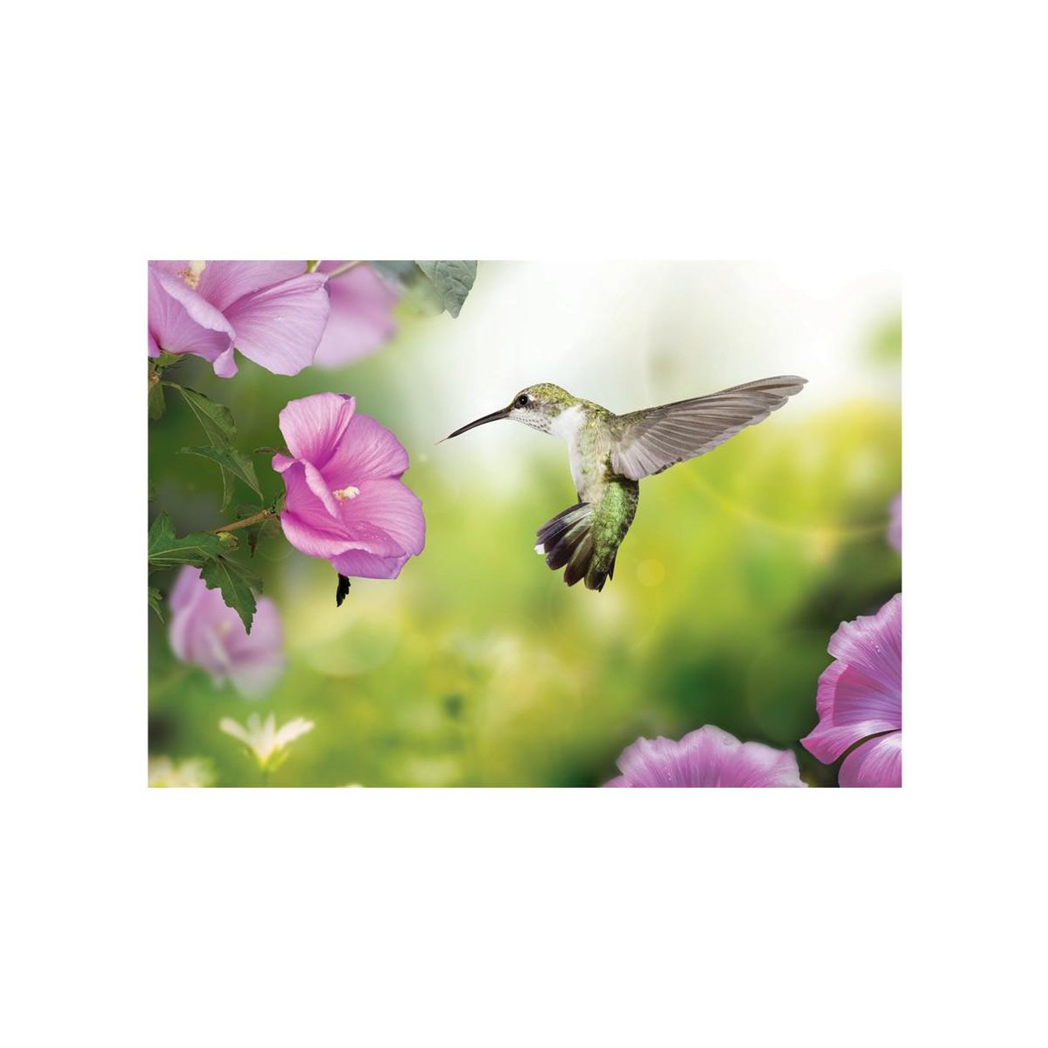 Voir la diapositive 2 : Paris Prix Papier peint  humming bird