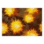 Voir la diapositive 2 : Paris Prix Papier Peint  Sunflower Dance
