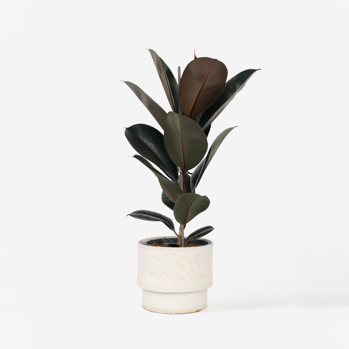 PLANT IN A BOX Caoutchouc - Ficus Elastica 'Abidjan' - Hauteur 75-100cm - ⌀24cm