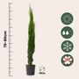 Voir la diapositive 2 : PLANT IN A BOX Cyprès toujours vert - Set de 2 - Cupressus sempervirens - H70-80cm - ⌀19cm