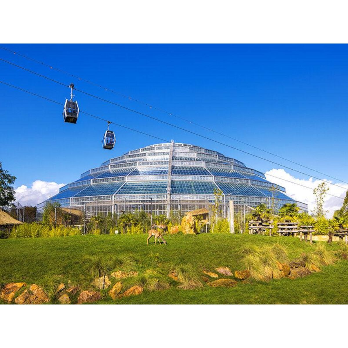 Smartbox Billet pour le ZooParc de Beauval 2025 : 1 entrée adulte pour 1 journée - Coffret Cadeau Multi-thèmes