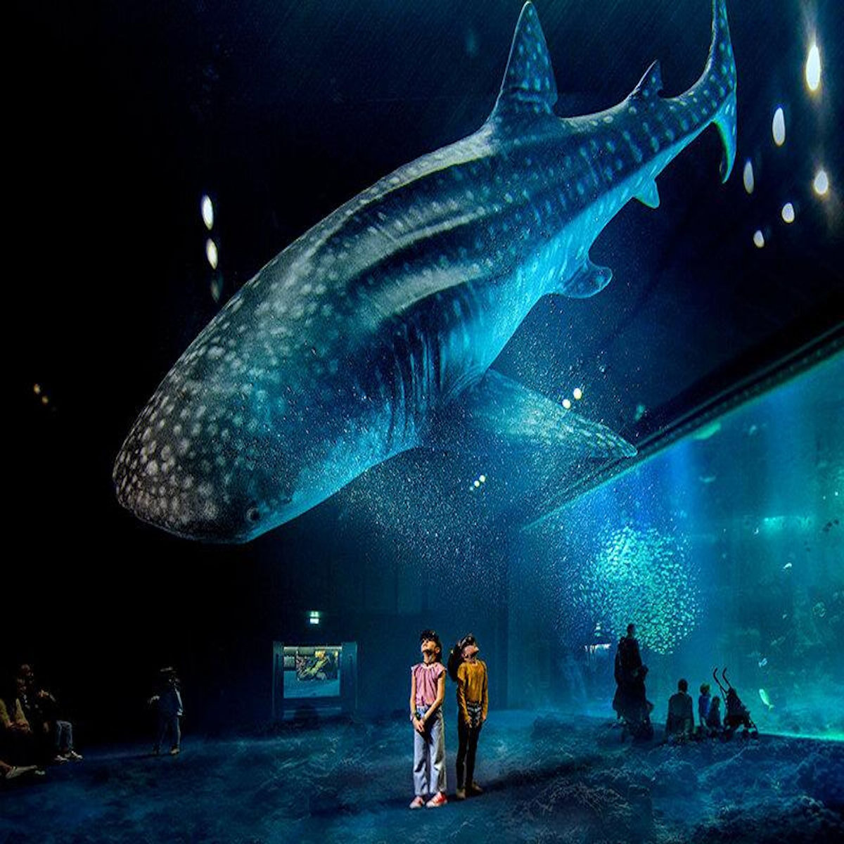 Smartbox Nausicaá : entrée pour 2 adultes et 1 enfant à l'aquarium de Boulogne-sur-Mer en basse saison - Coffret Cadeau Sport & Aventure