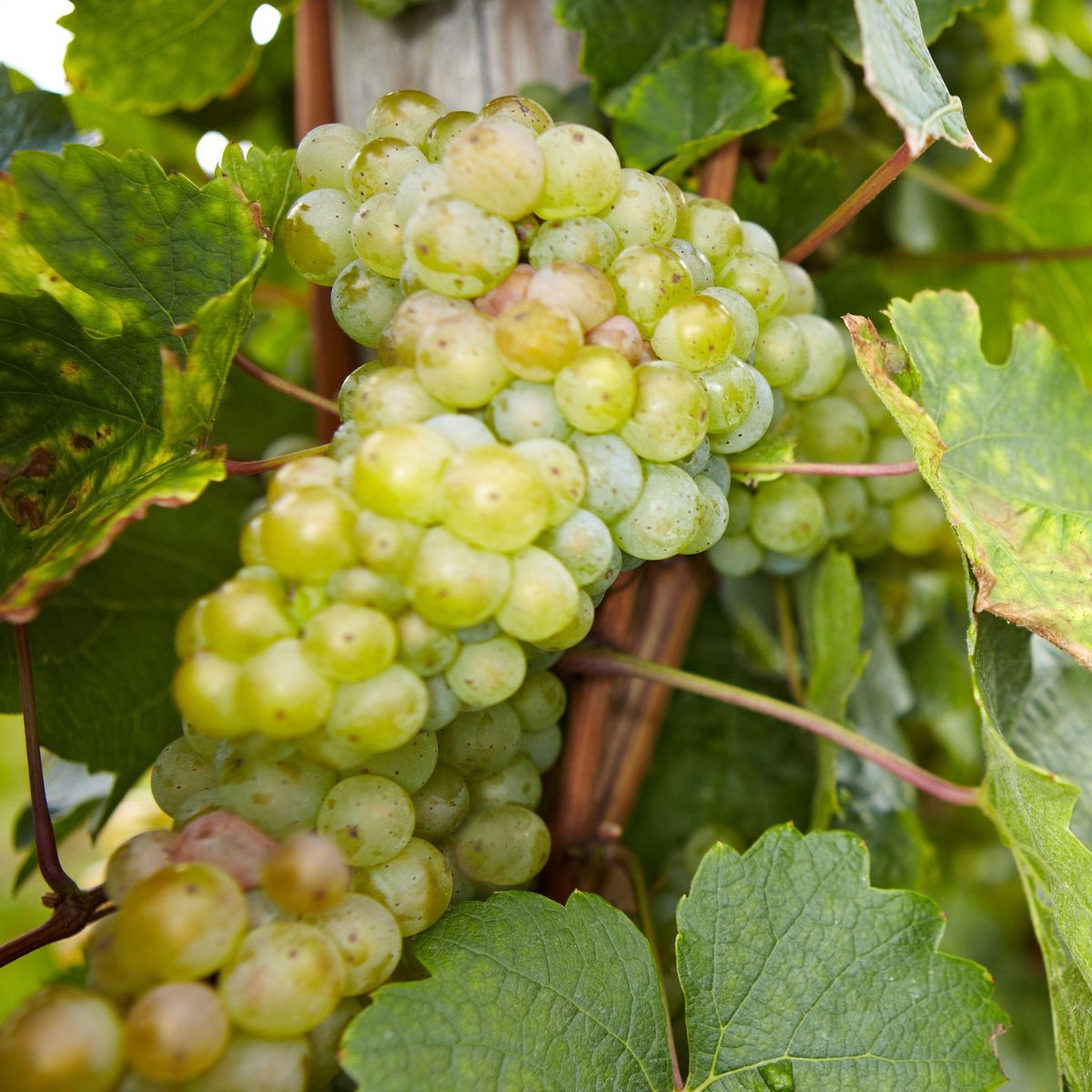 PLANT IN A BOX Vigne à raisin - Set de 3 - Vitis vinifera - Hauteur 25-40cm - ⌀9cm