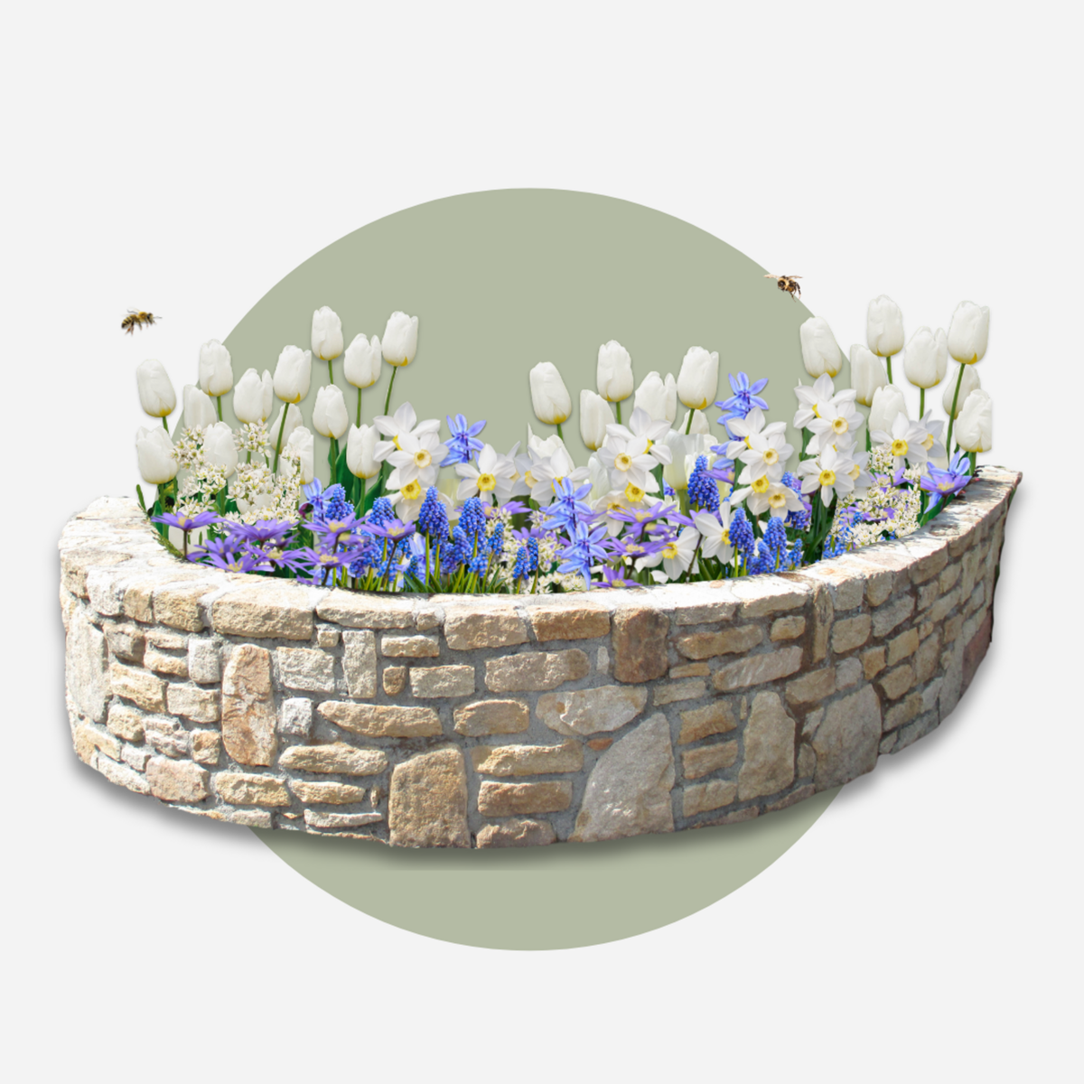 PLANT IN A BOX Mélange de bulbes pour le jardin - Set de 250 - Bulbes à fleurs