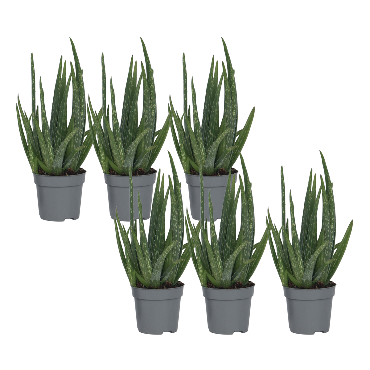 PLANT IN A BOX Aloe vera - Set de 6 - Aloe barbadensis - Hauteur 25-40cm - ⌀10,5cm