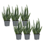 Voir la diapositive 1 : PLANT IN A BOX Aloe vera - Set de 6 - Aloe barbadensis - Hauteur 25-40cm - ⌀10,5cm