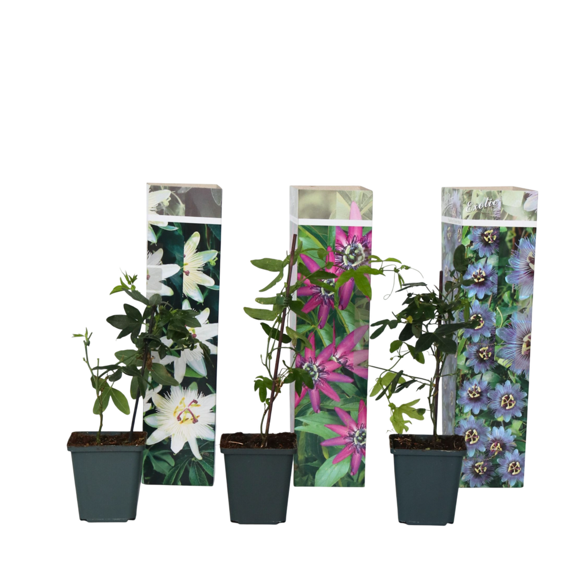 PLANT IN A BOX Passiflore - Set de 3 - Passiflora hybridum - Hauteur 25-40cm - ⌀9cm