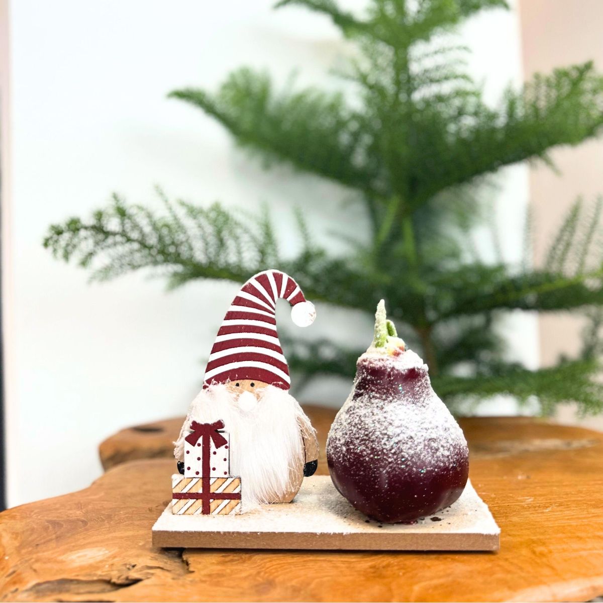 PLANT IN A BOX Amaryllis - Lot de 3 - Hippeastrum 'Pays des Merveilles Mix'