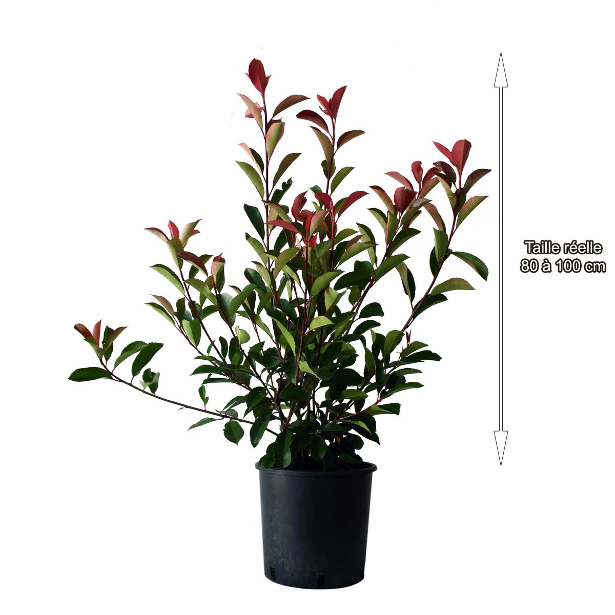 Lot de 10 Photinia Fraseri Red Robin - C10L - H80-100cm