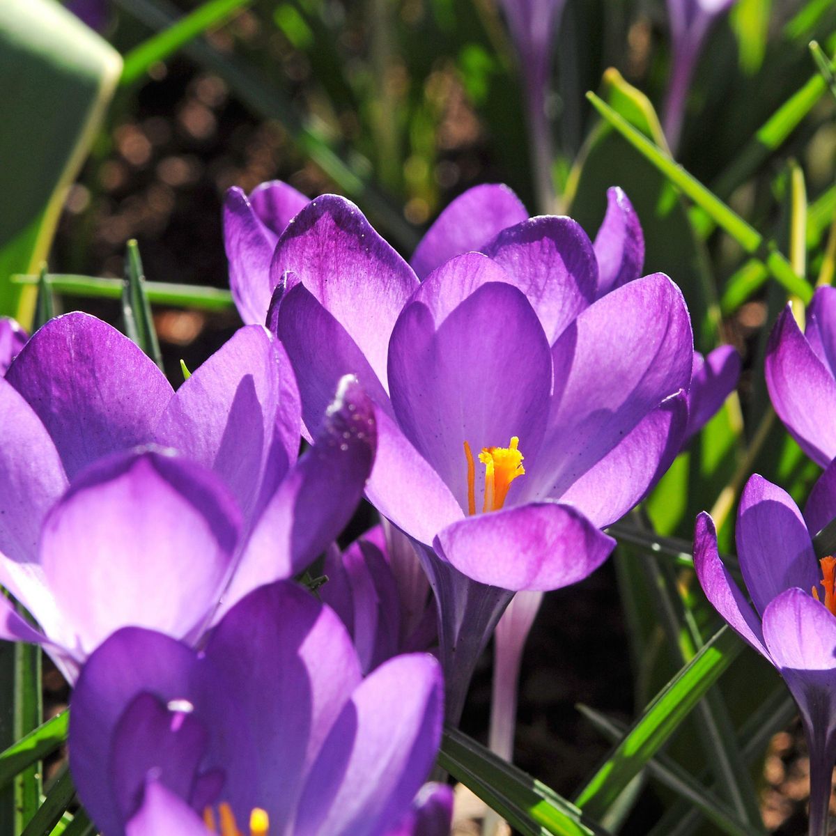 PLANT IN A BOX Coffret Jardin Ombragé - 50 bulbes pour ombre & mi-ombre