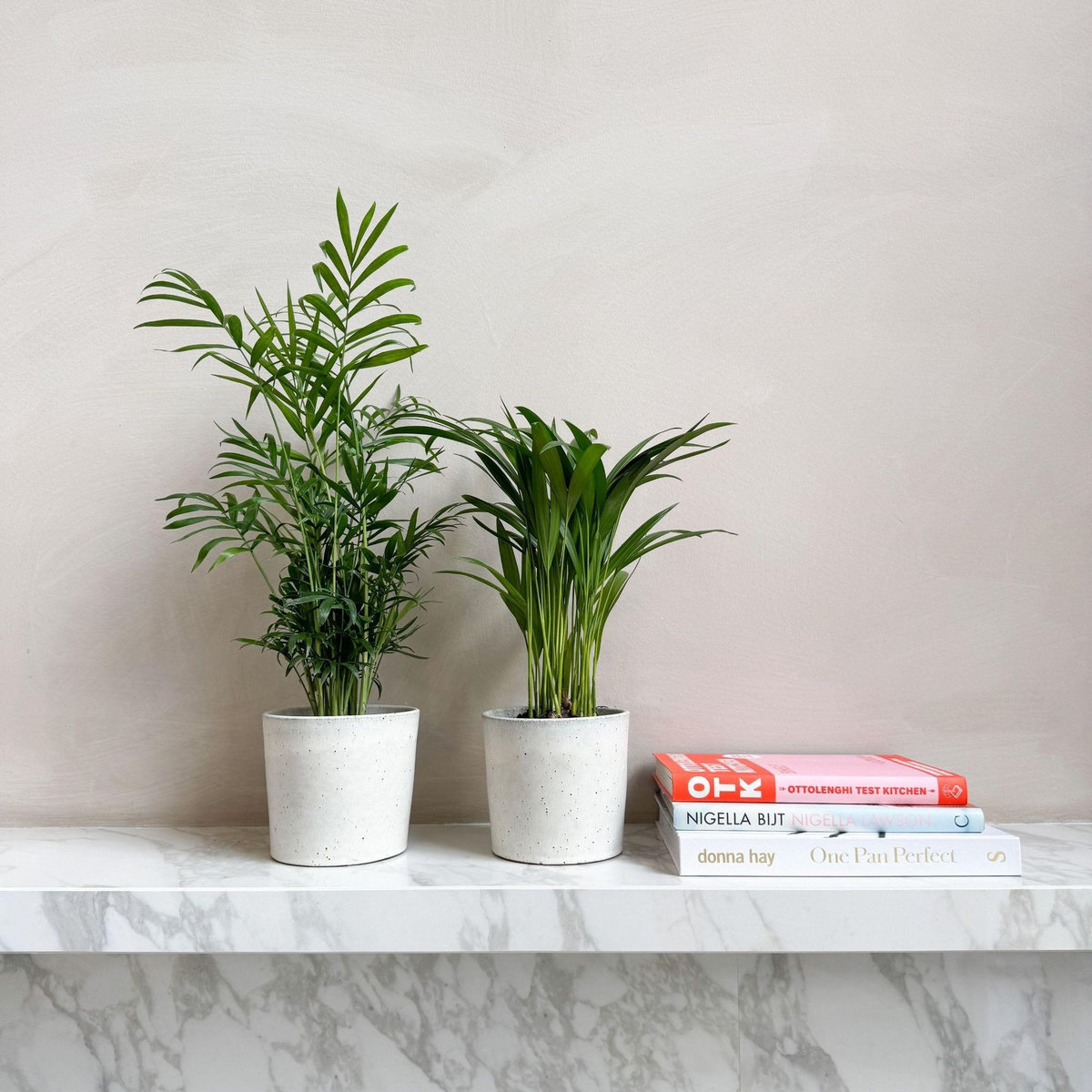 PLANT IN A BOX Palmiers d'intérieur - Set de 2 - Dypsis, Chamaedorea - Hauteur 25-40cm - ⌀12cm